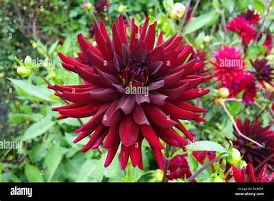 Exploring the Beauty and Significance of Rip City Dahlia in Modern Gardening