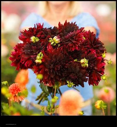 Exploring the Beauty and Significance of Rip City Dahlia in Modern Gardening