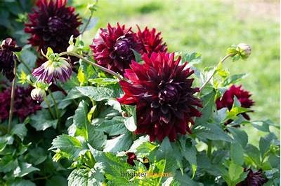 Exploring the Beauty and Significance of Rip City Dahlia in Modern Gardening