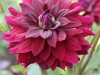 Exploring the Beauty and Significance of Rip City Dahlia in Modern Gardening